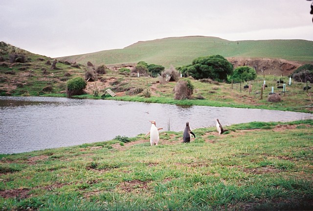 Yellow-eyed penguins at Penguin Place