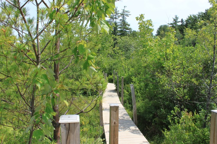 Boardwalk across the swamp