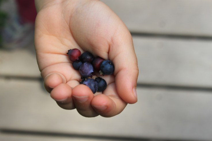 Blueberries!