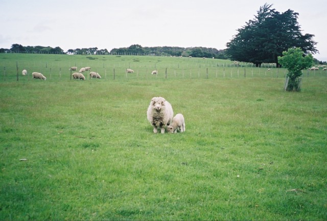 Looking out the window of our cottage